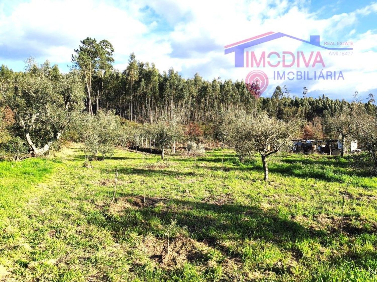 小楼房或独栋别墅出售在Figueiró dos Vinhos e Bairradas - 花园