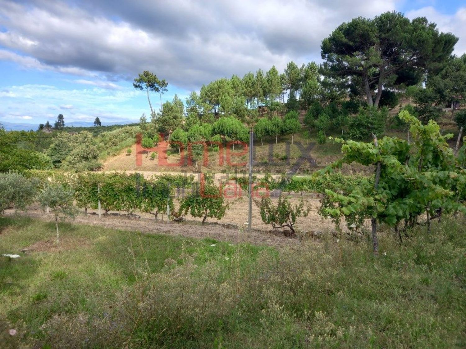 庄园出售在Rua Nova - 花园