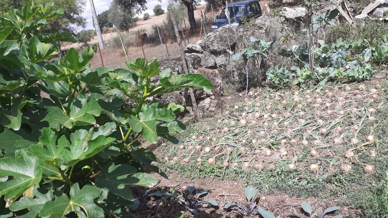 农庄出售在Estrada Das Aranhas, 20 - 花园