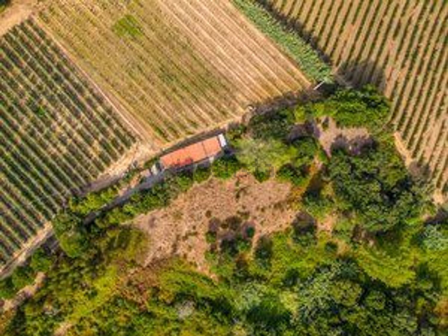 庄园出售Vinharias, 2460, Cela, Leiria, Portugal s/n - 花园
