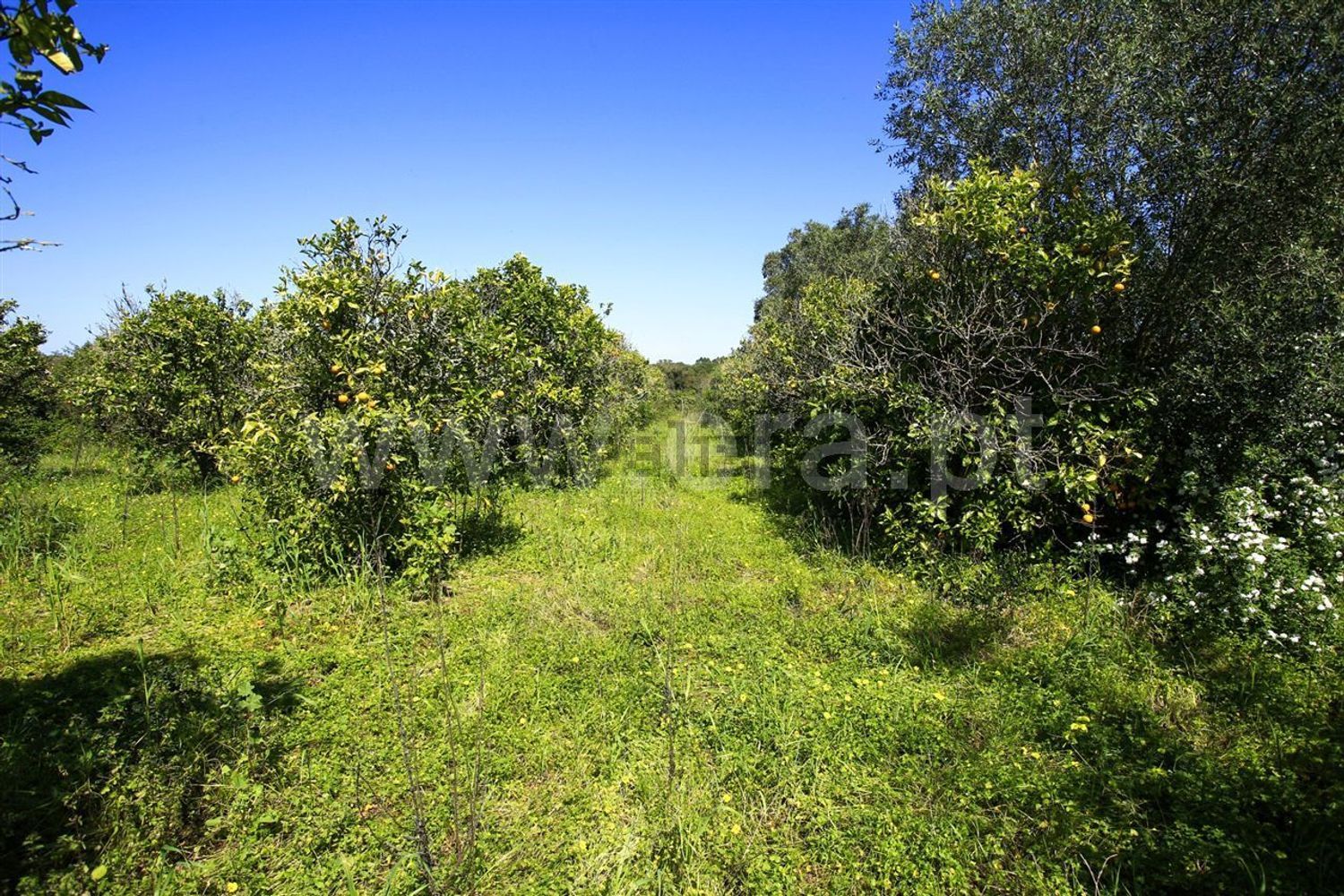 庄园出售在Santiago do Cacém - Santa Cruz - São Bartolomeu da Serra - 花园