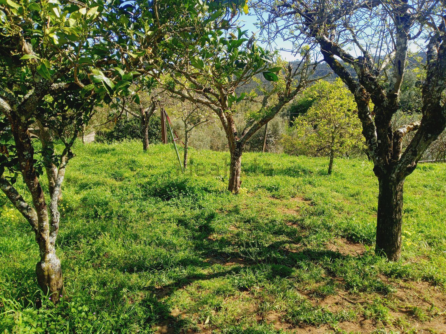 小楼房或独栋别墅出售在Figueiró dos Vinhos e Bairradas - 花园
