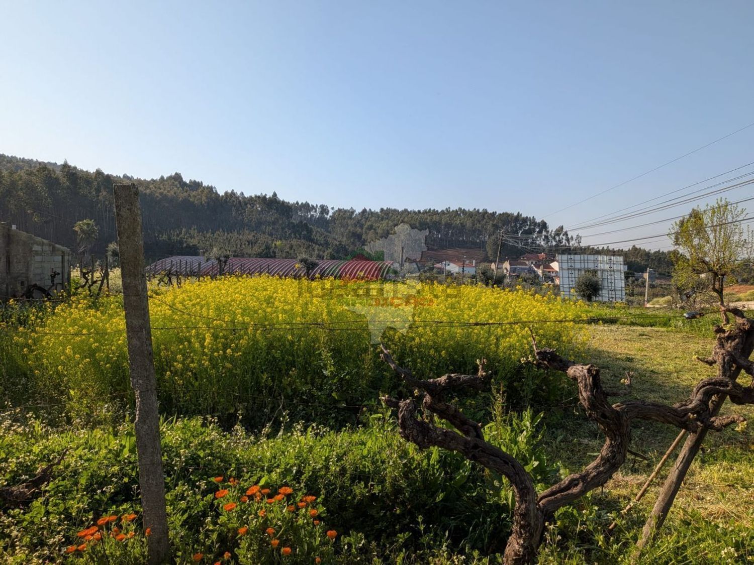 小楼房或独栋别墅出售在Cernache do Bonjardim - Nesperal - Palhais - 花园