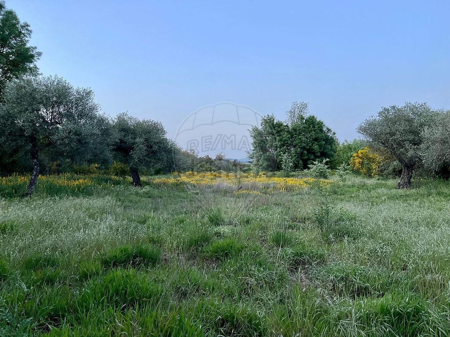 庄园出售在Vale de Prazeres e Mata da Rainha - 花园