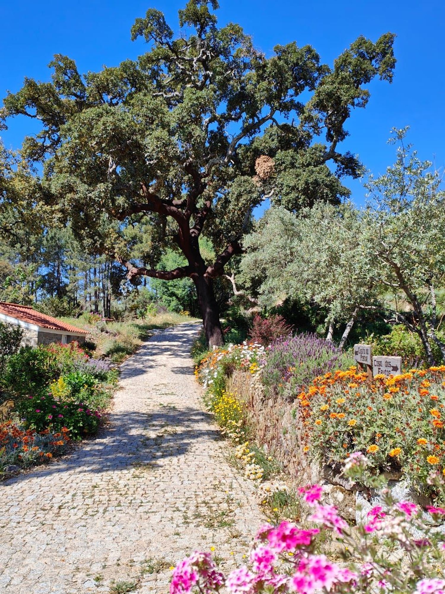 庄园出售Quinta da Barroquinha s/n - 花园