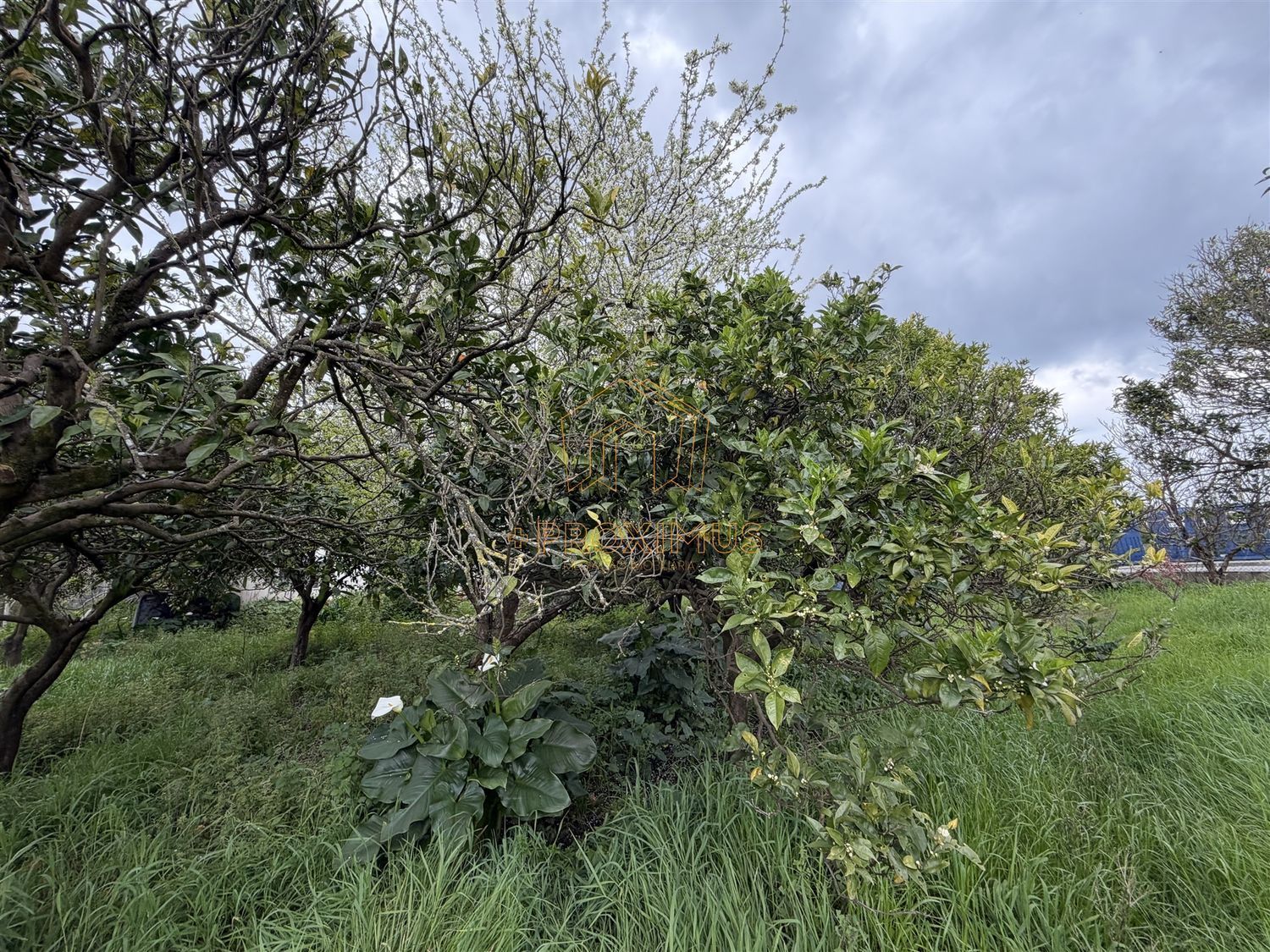 小楼房或独栋别墅出售在Tocha - 花园