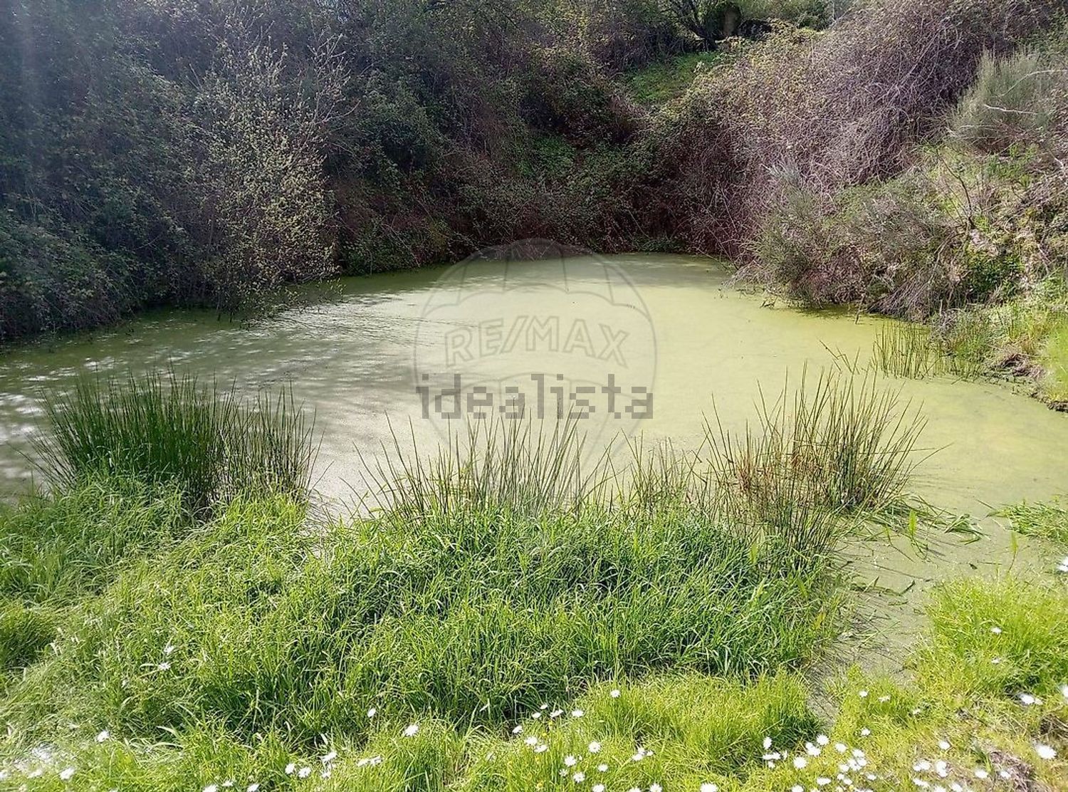 庄园出售在Vale de Prazeres e Mata da Rainha - 花园