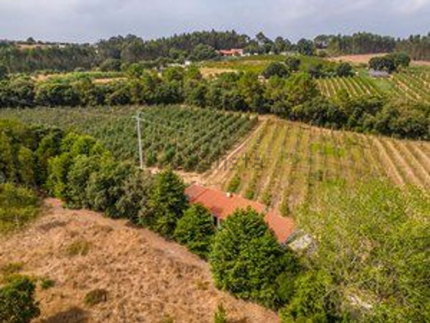 庄园出售Vinharias, 2460, Cela, Leiria, Portugal s/n - 花园