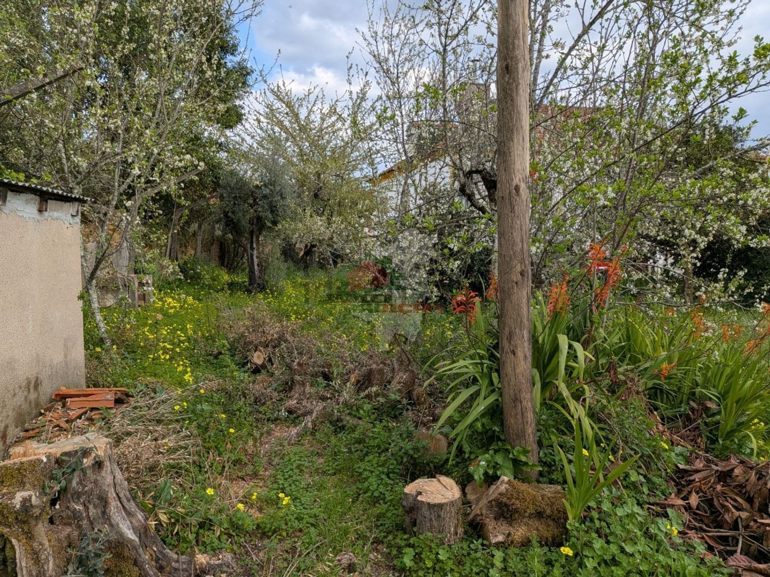 庄园出售在Cernache do Bonjardim - Nesperal - Palhais - 花园