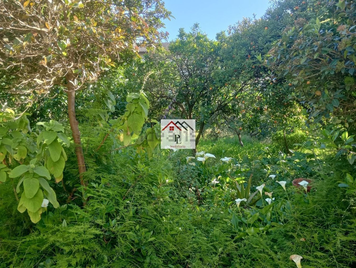 小楼房或独栋别墅出售在Tocha - 花园