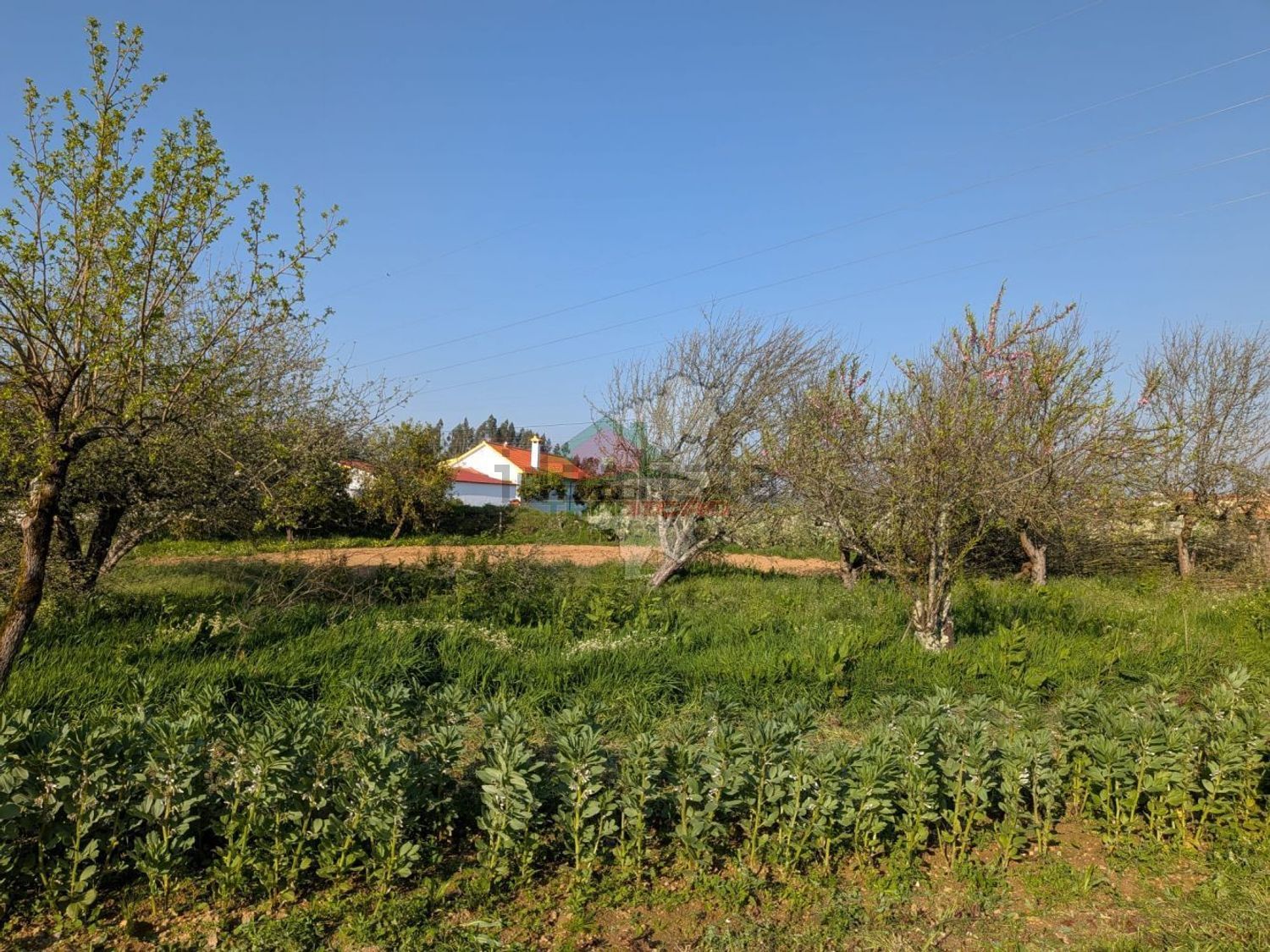 小楼房或独栋别墅出售在Cernache do Bonjardim - Nesperal - Palhais - 花园