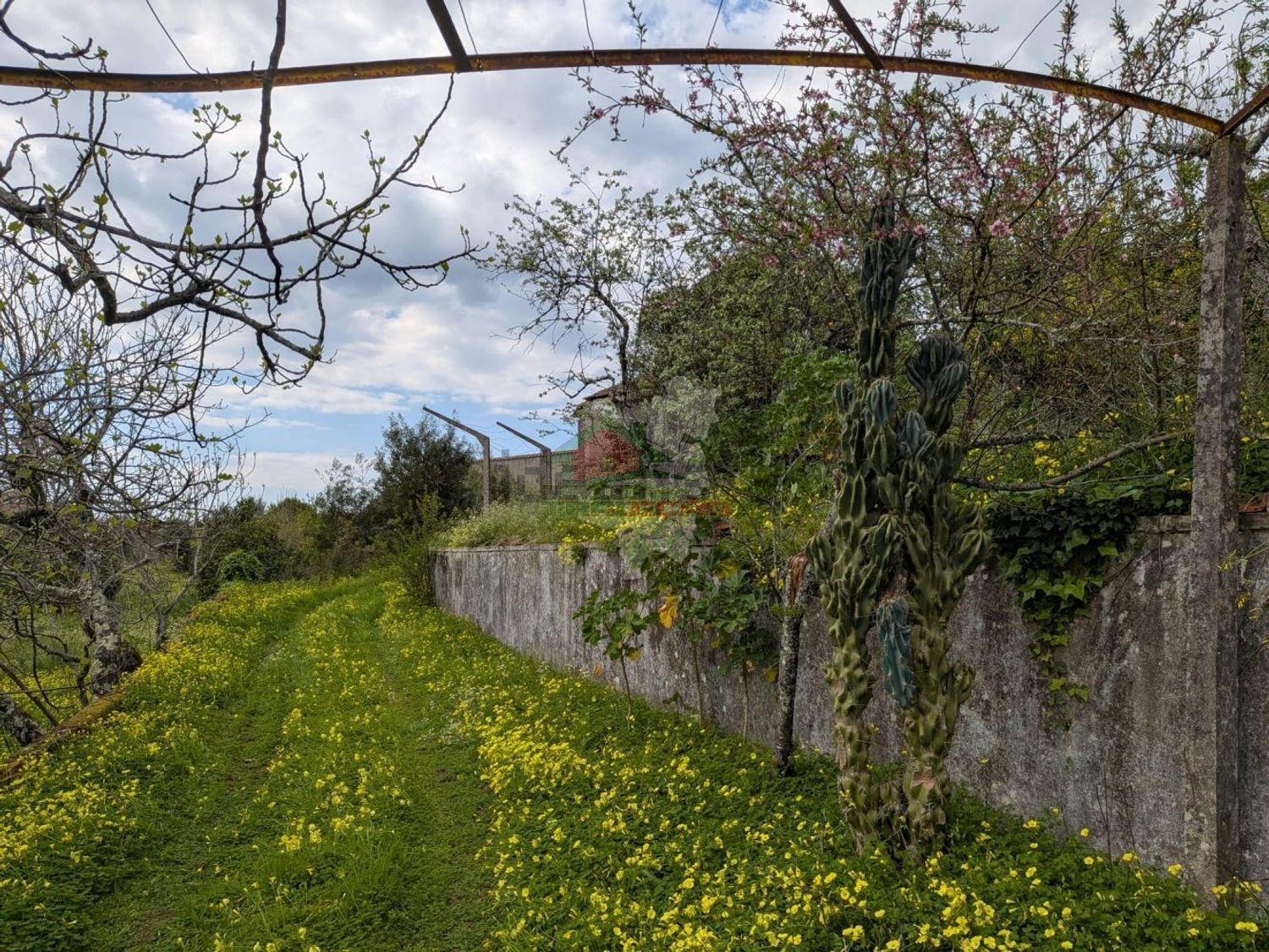庄园出售在Cernache do Bonjardim - Nesperal - Palhais - 花园