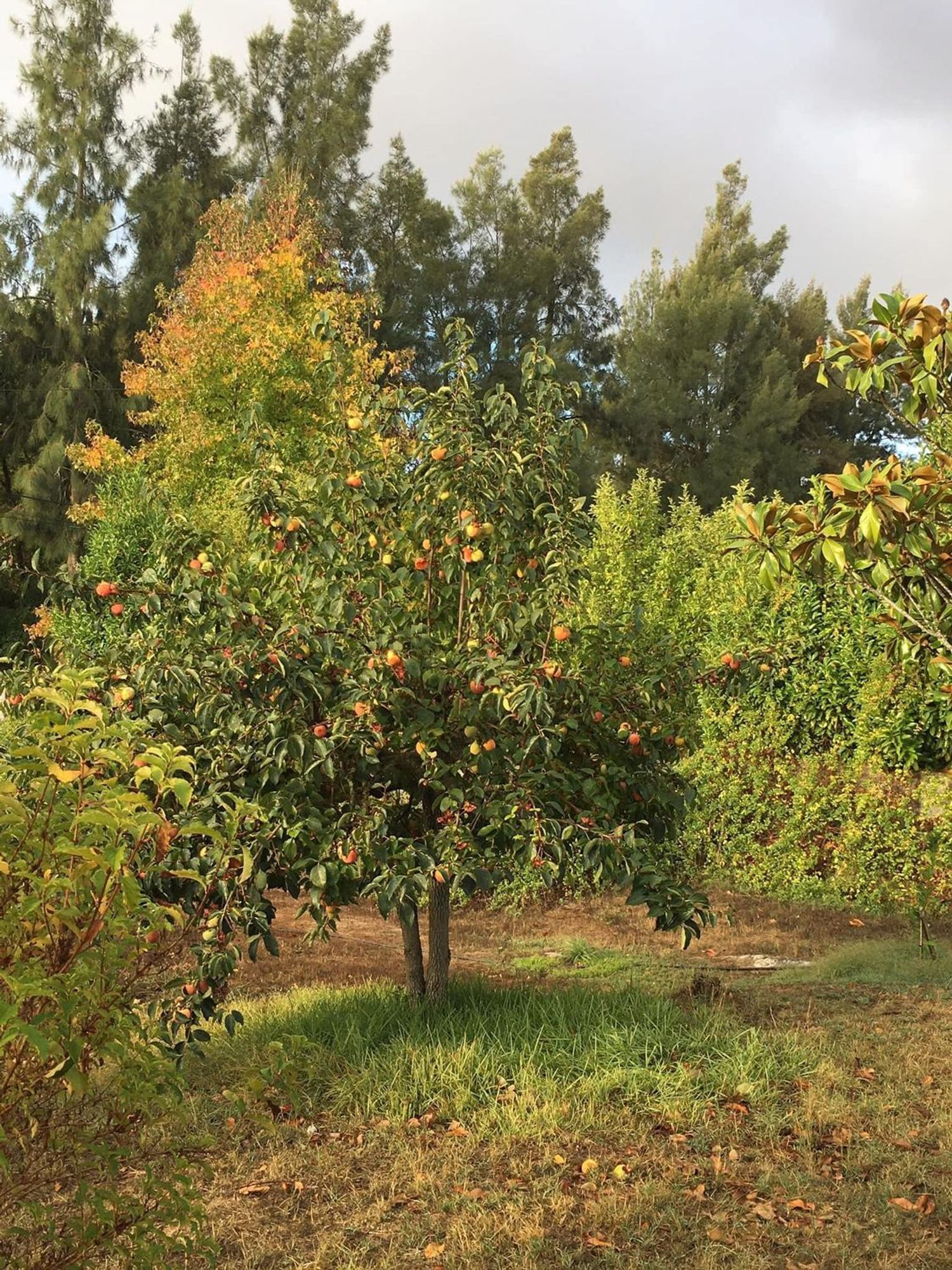 双拼别墅出售Quinta da Areeira, 55 - 花园