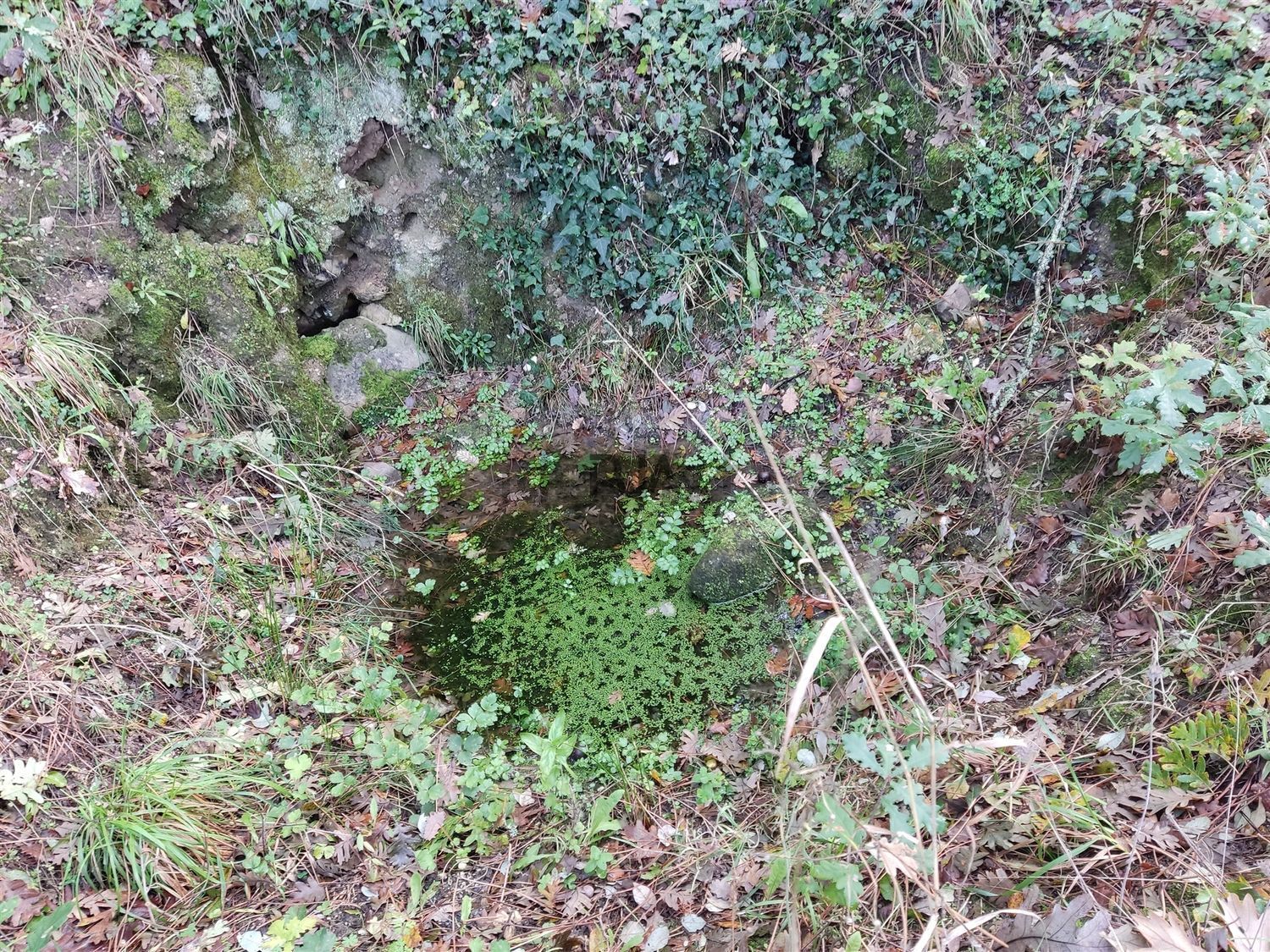 庄园出售Quinta Laboeira, 5 - 花园