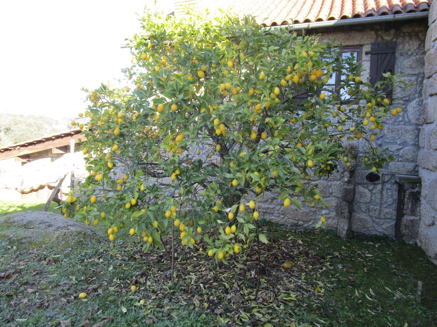 庄园出售在Rua Castanheiro Longo, 4 - 花园