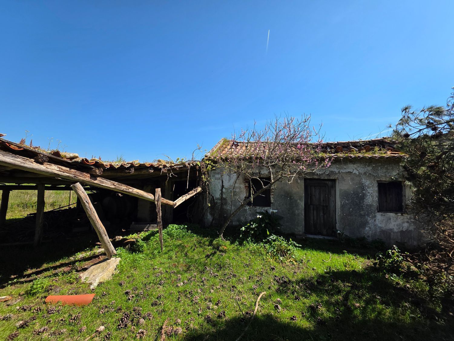 庄园出售在Santo Onofre e Serra do Bouro - 花园