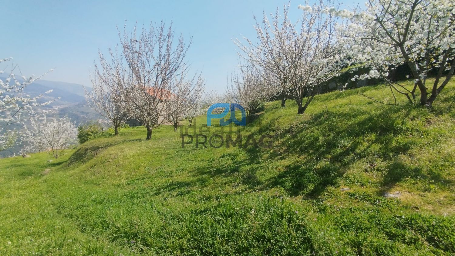 庄园出售在Barrô - 花园