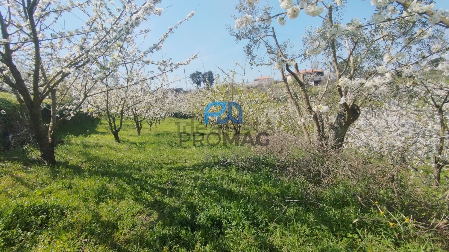 庄园出售在Barrô - 花园