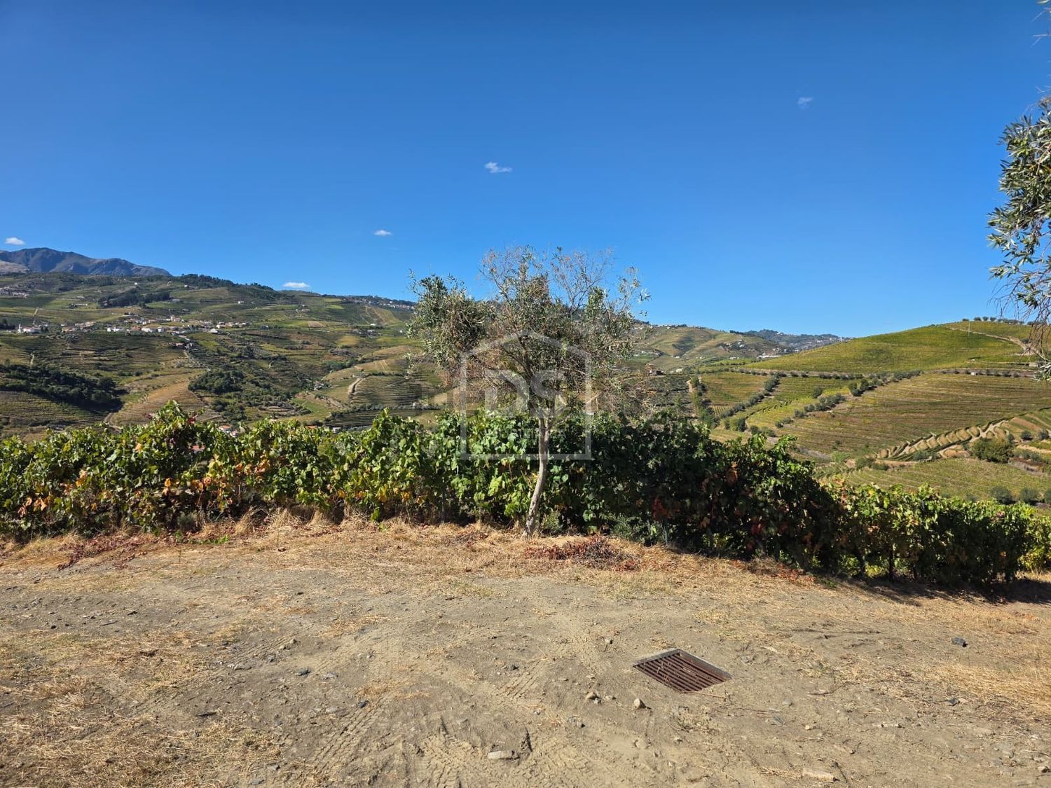庄园出售在 São Miguel - 土地