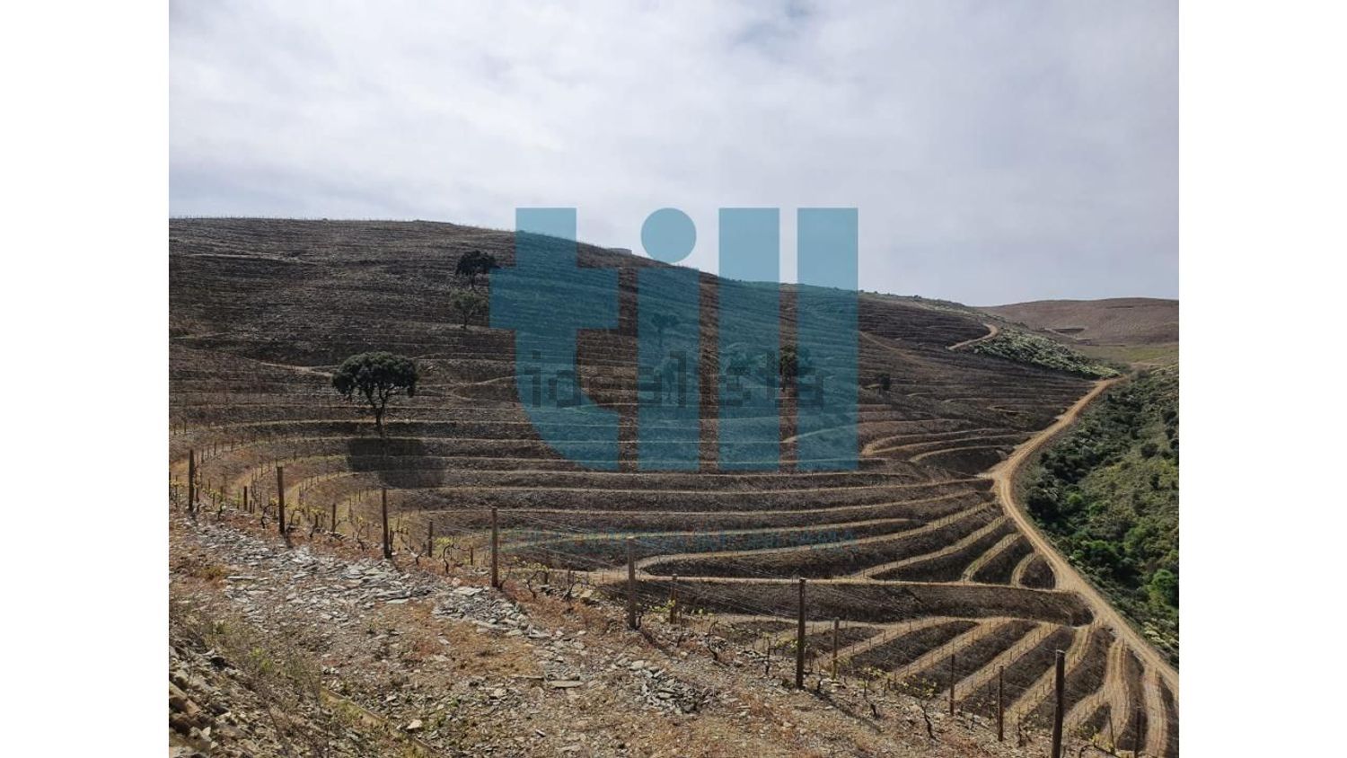 庄园出售在 Vila Nova de Foz Côa - 视线