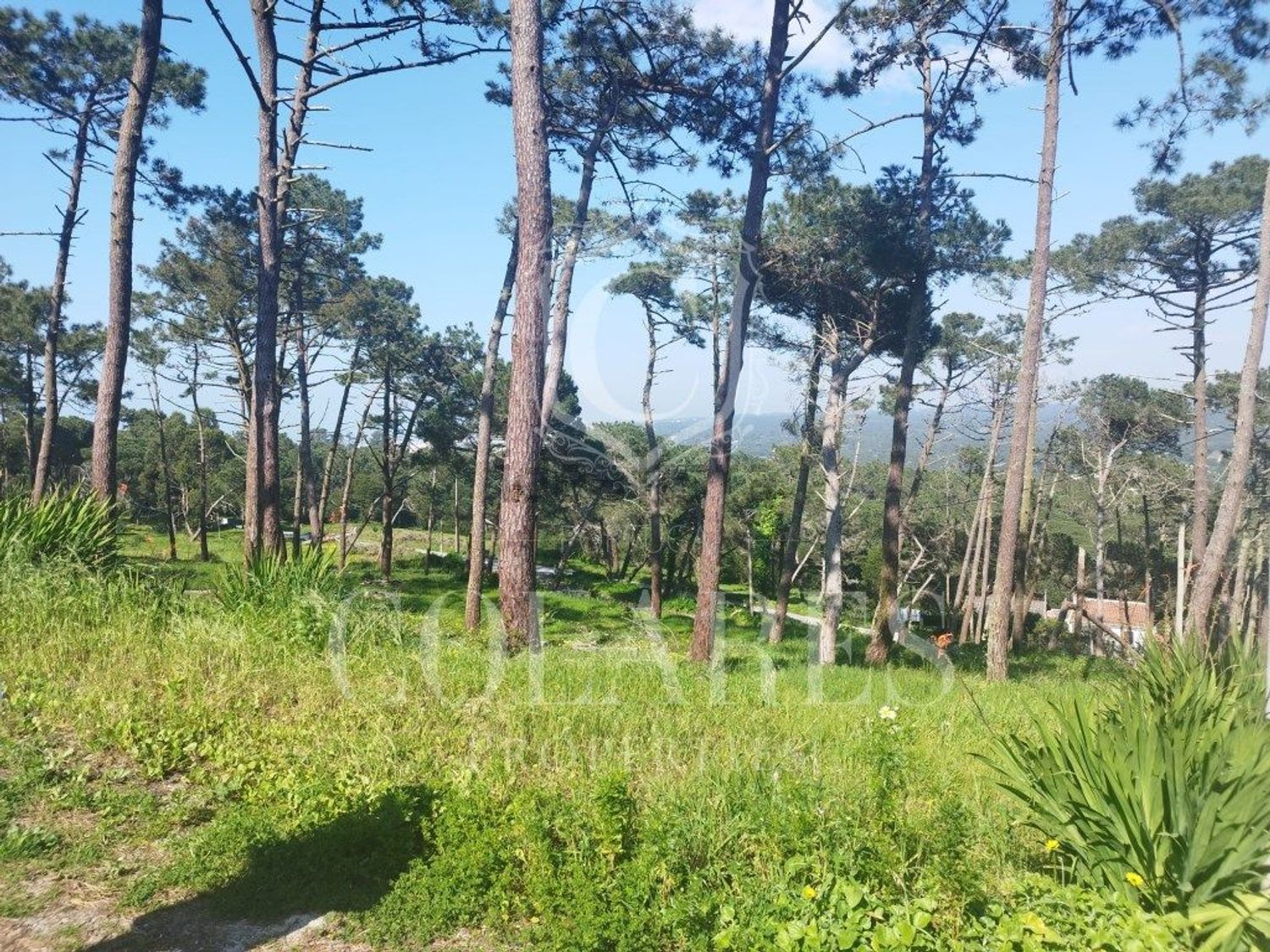 小楼房或独栋别墅出售在 Vila de Colares - Mucifal - 花园
