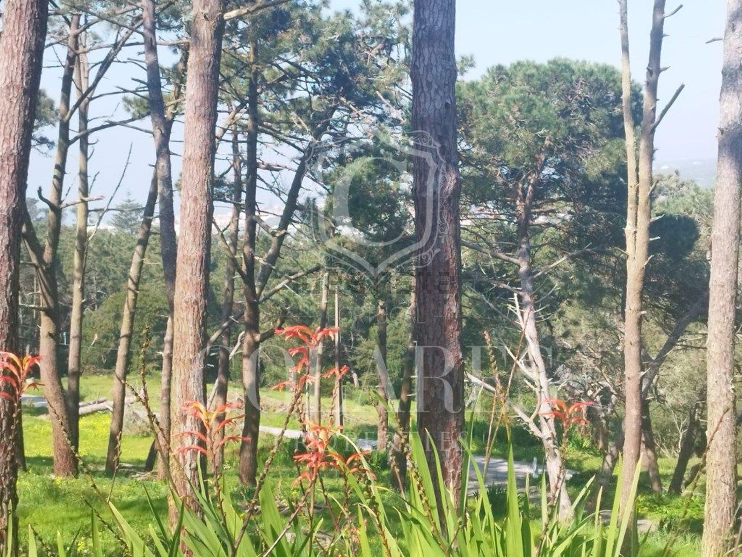 小楼房或独栋别墅出售在 Vila de Colares - Mucifal - 花园