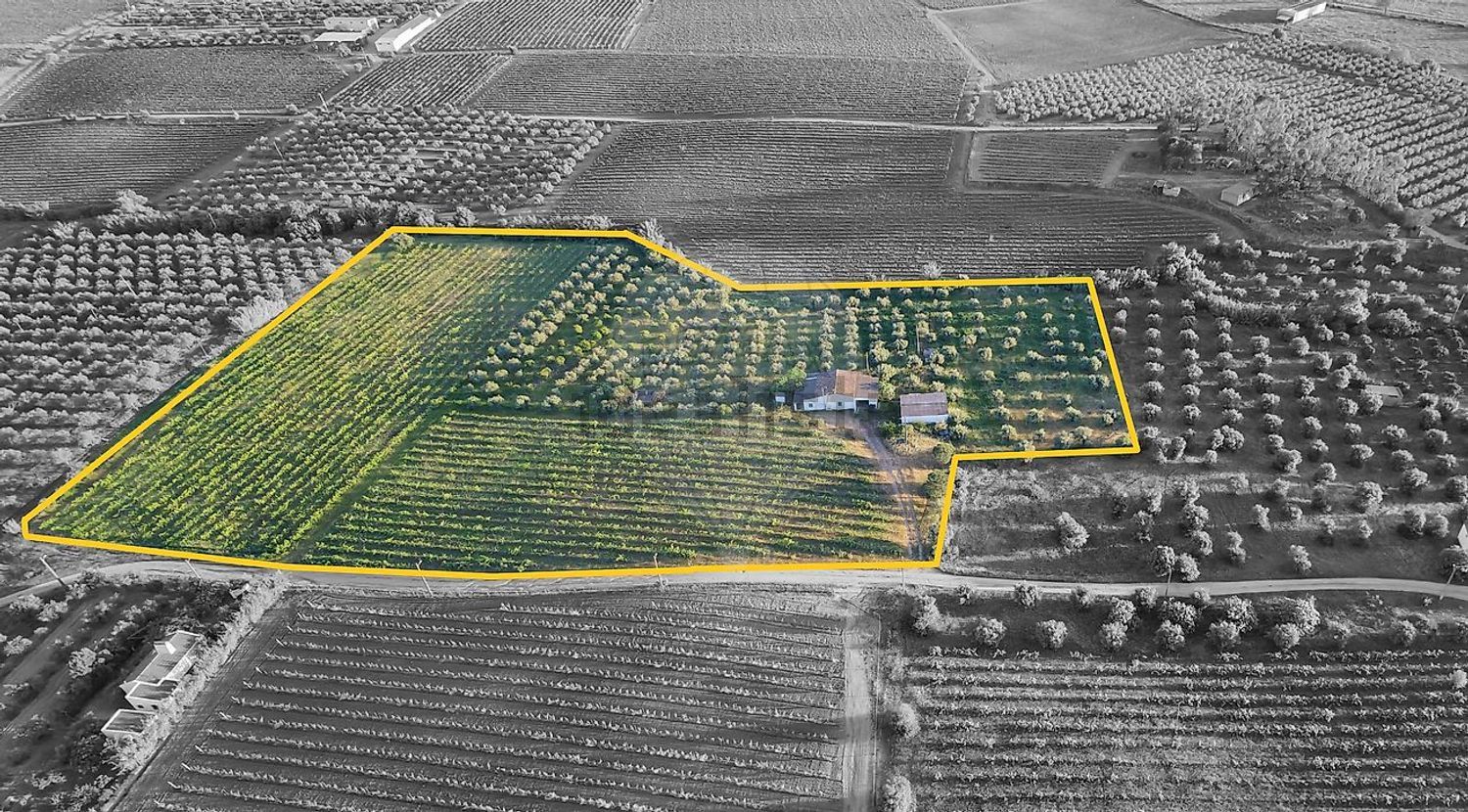 庄园出售在 Vidigueira - 照片