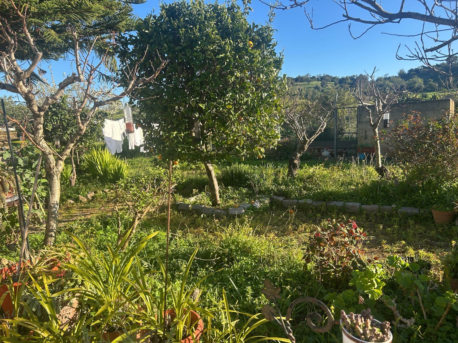 庄园出售在 Fonte do Bispo s/n - 花园