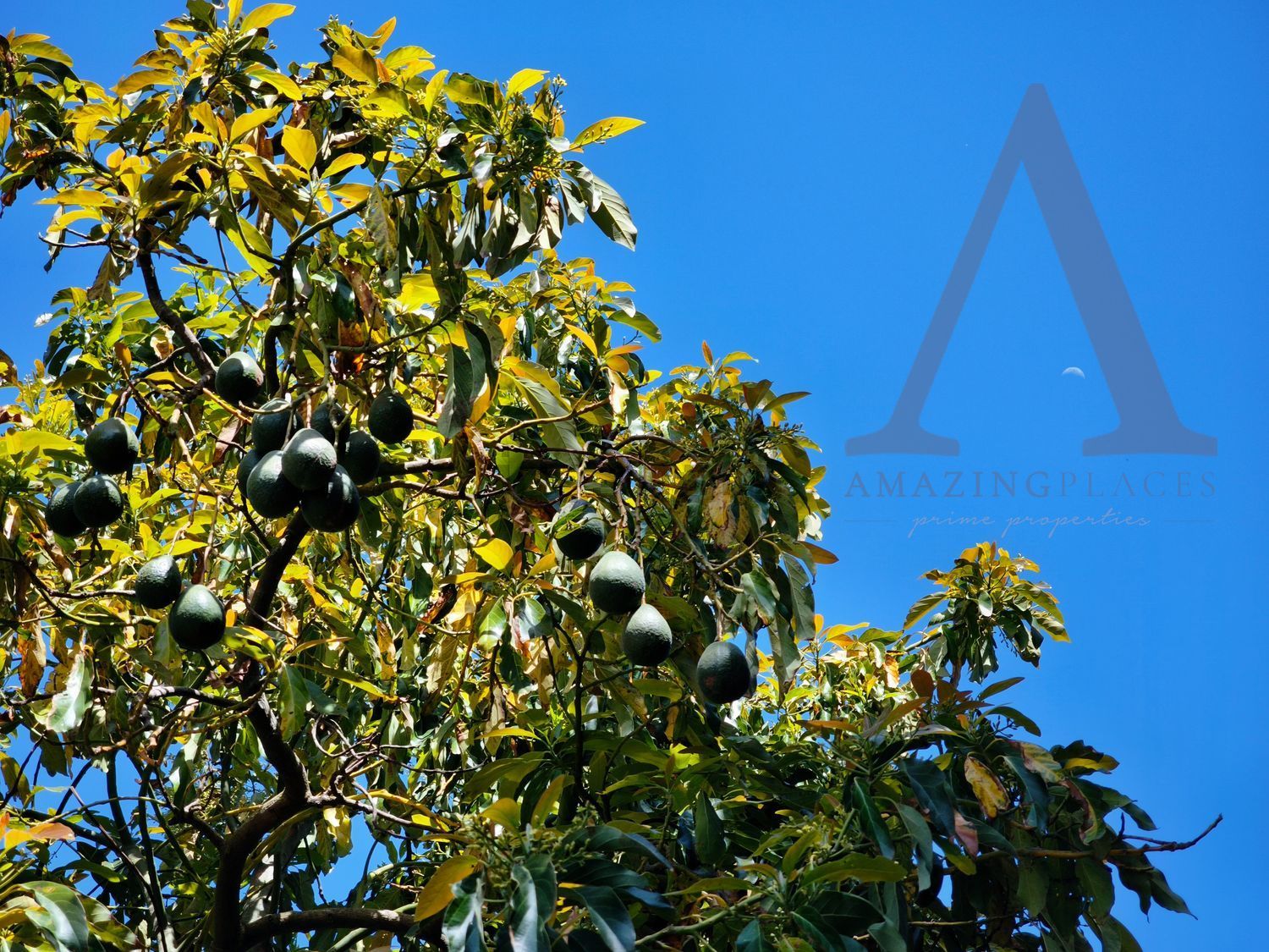 小楼房或独栋别墅出售在Estrada Vale de Marmelos, 25421 - 照片