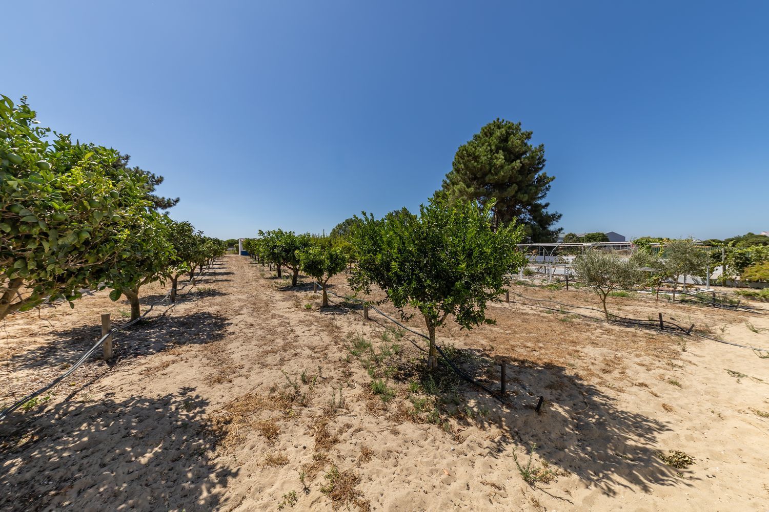 小楼房或独栋别墅出售在 Quinta Do Caixeiro(samouco) Samouco - 花园