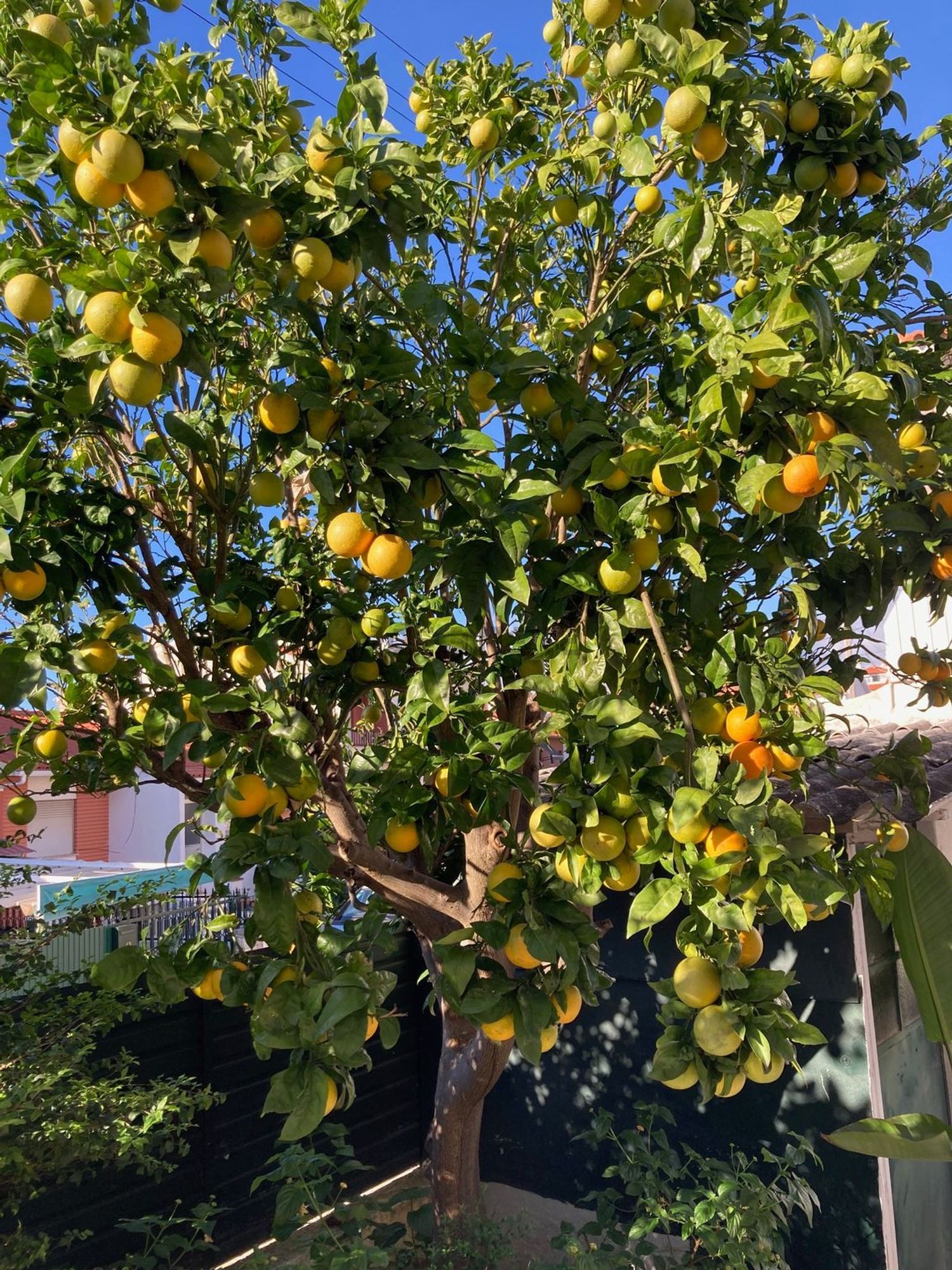 双拼别墅出售在Rua de São João, 30 - 花园