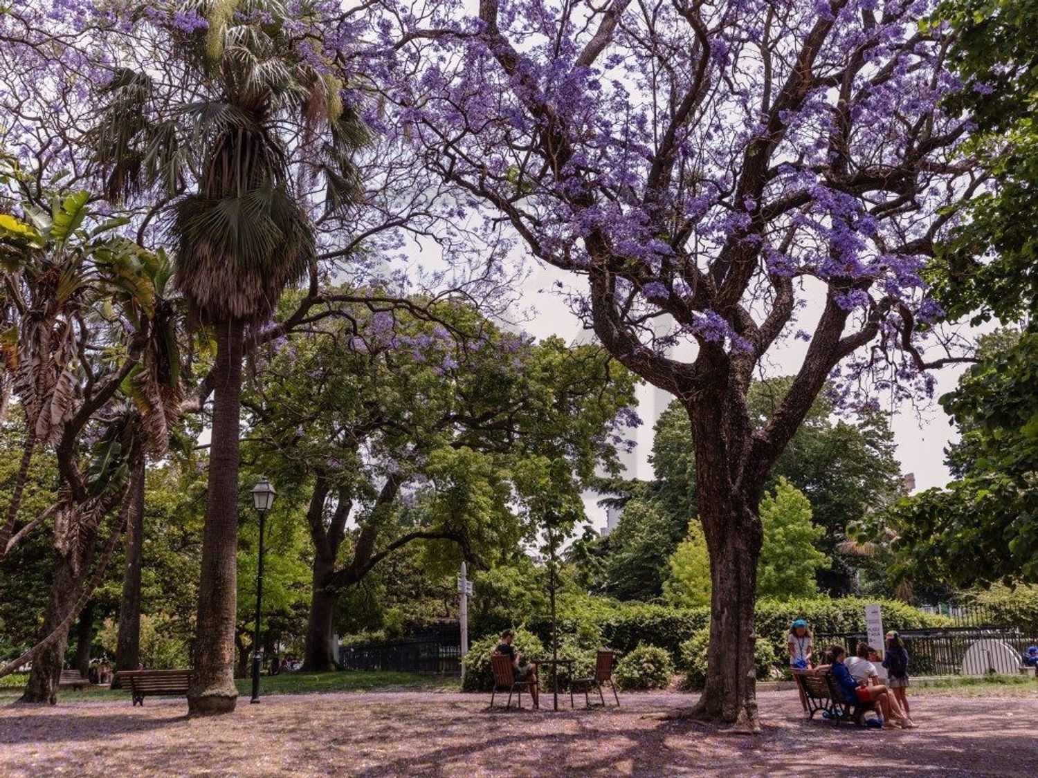 出租t0（单人公寓）在 Príncipe Real - São Bento - 花园