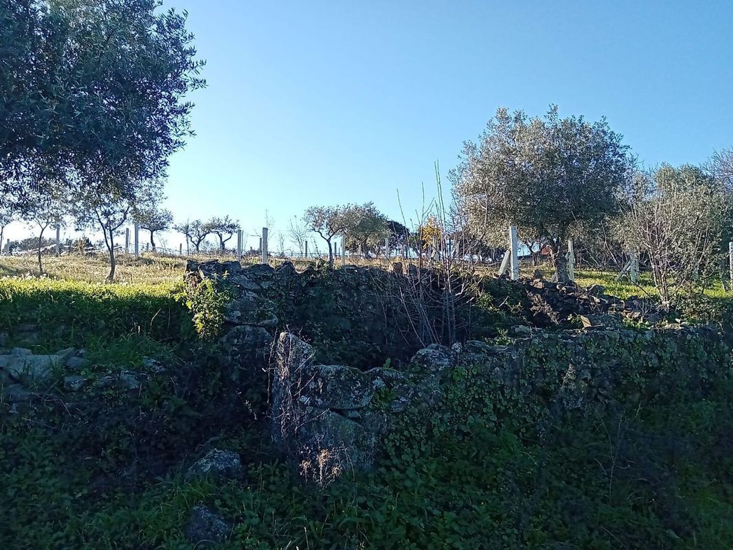 庄园出售在Avenida do Poço de Carvalho - 花园