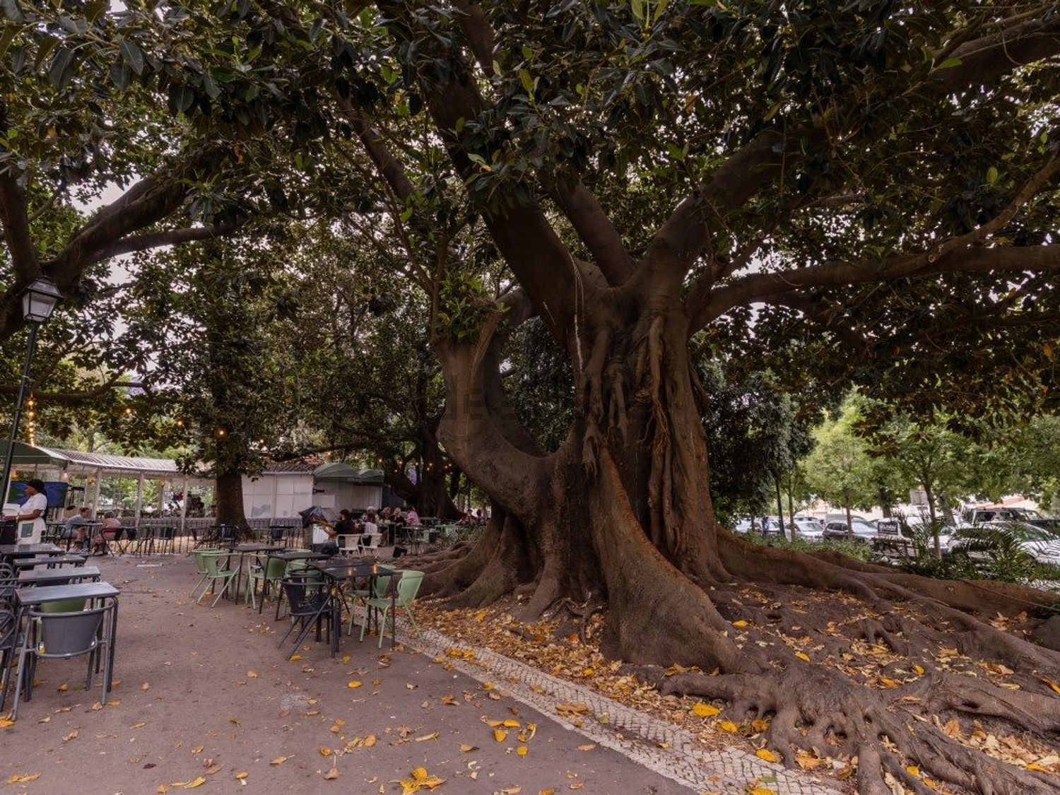 出租t0（单人公寓）在 Príncipe Real - São Bento - 花园