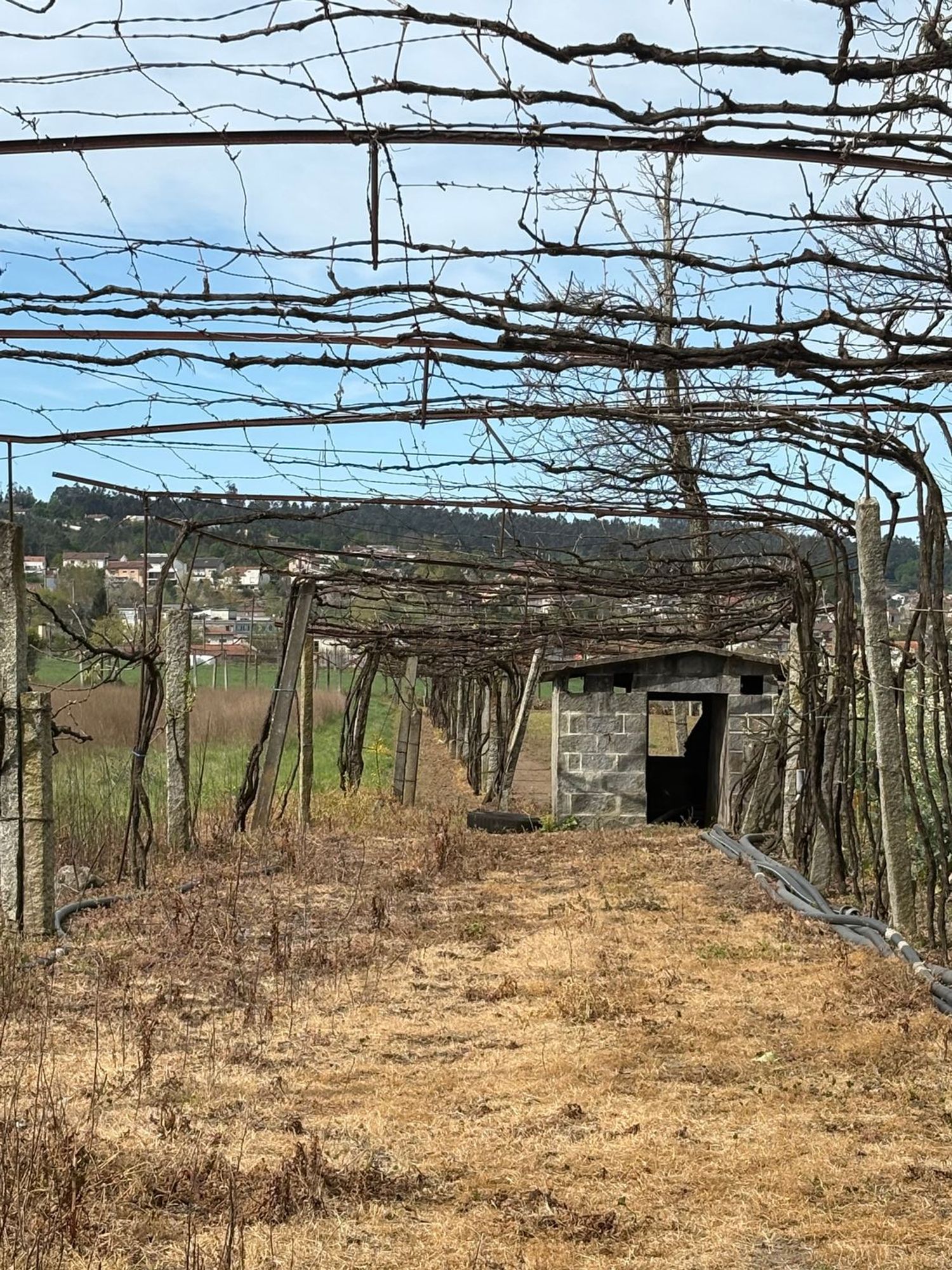 庄园出售在Rua da Agrafonte, 50 - 照片